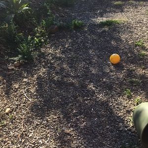 Meet your Posher, Dakin